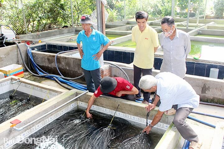 nuoi luon khong bun trong be xi mang1