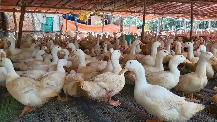 Giá vịt hôm nay bao nhiều tiền 1kg ?