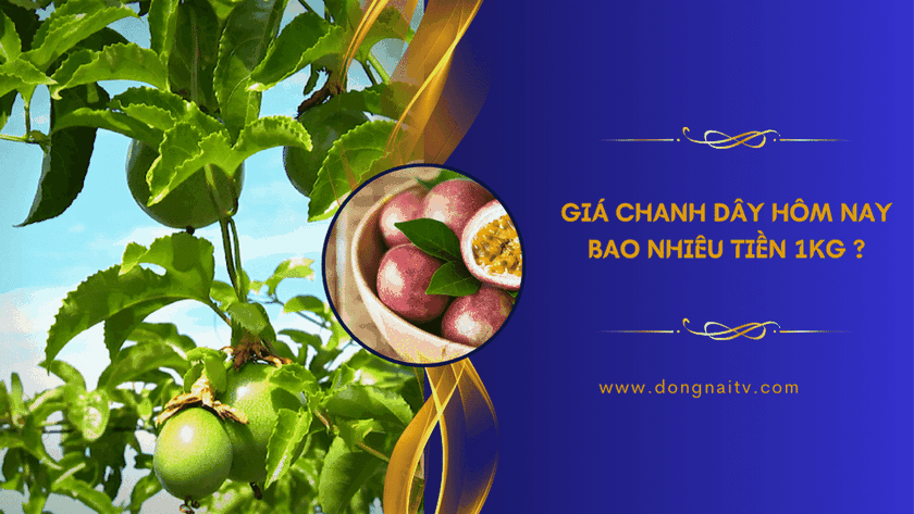 gia chanh day hom nay