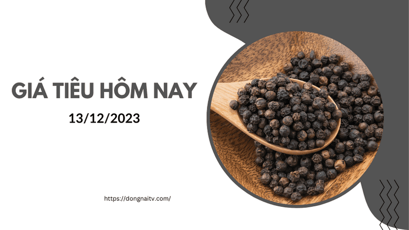 Gia Tieu Hom Nay 13122023