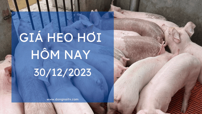 Gia heo hoi hom nay 30122023