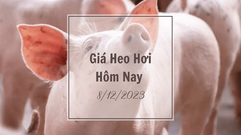 Gia heo hoi hom nay 8122023