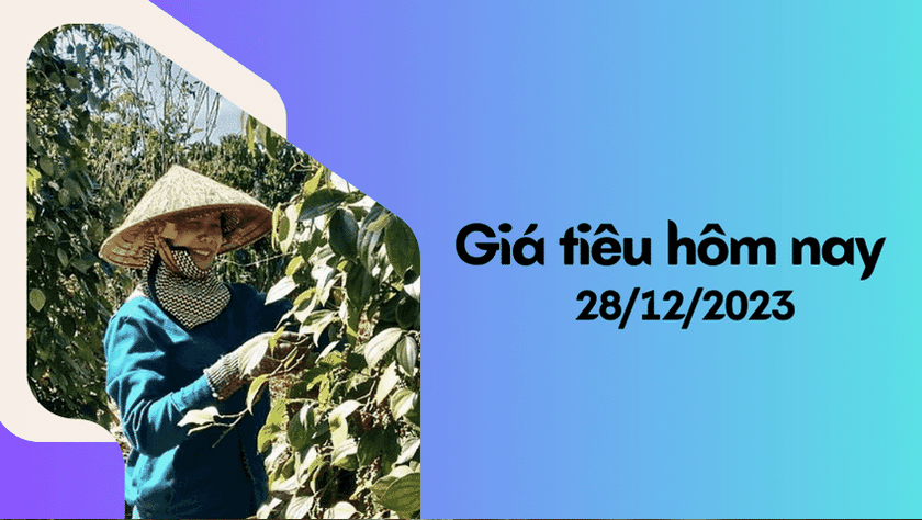 Gia tieu hom nay 28122023