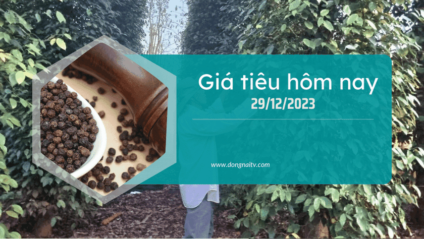 Gia tieu hom nay 29122023