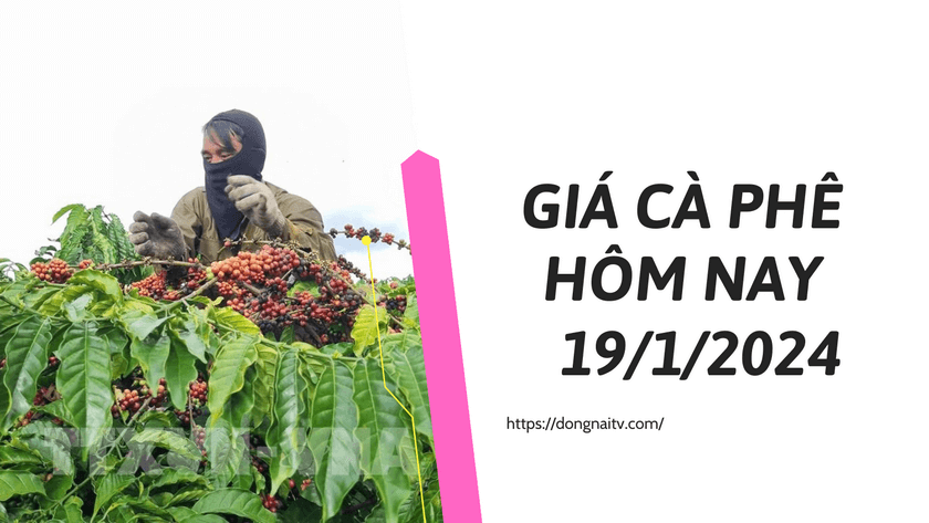 Gia ca phe hom nay19012024