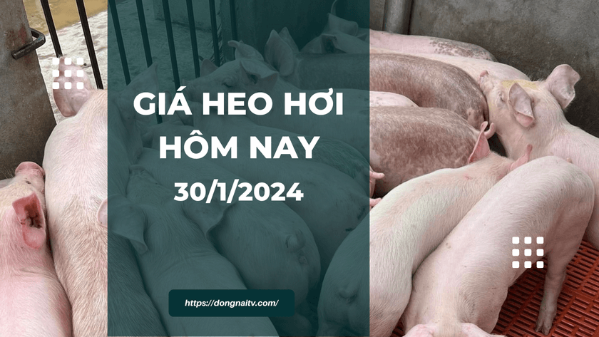 Gia heo hoi hom nay 3012024