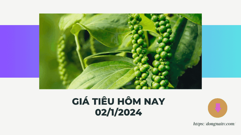 Gia tieu hom nay 0212024