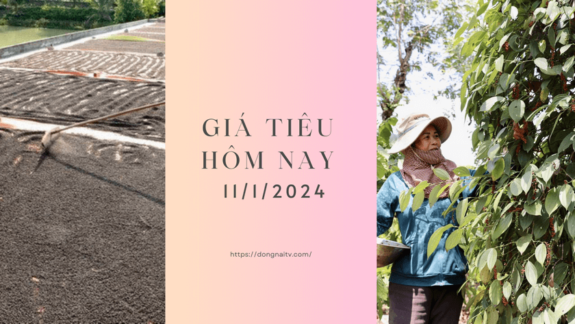 Gia tieu hom nay 11012024