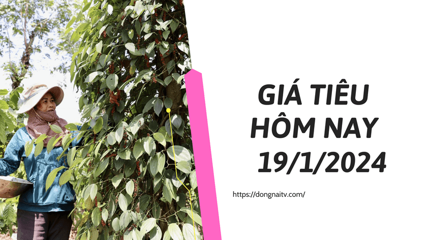 Gia tieu hom nay19012024