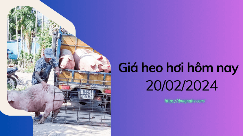 Gia heo hoi hom nay 20022024