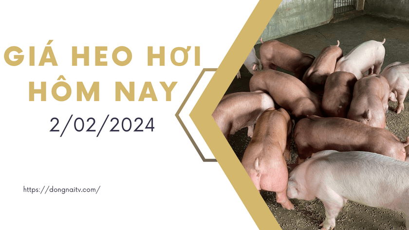 Gia heo hoi hom nay 2022024