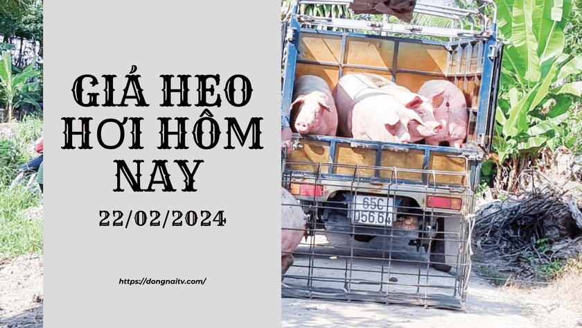 Gia heo hoi hom nay 22022024