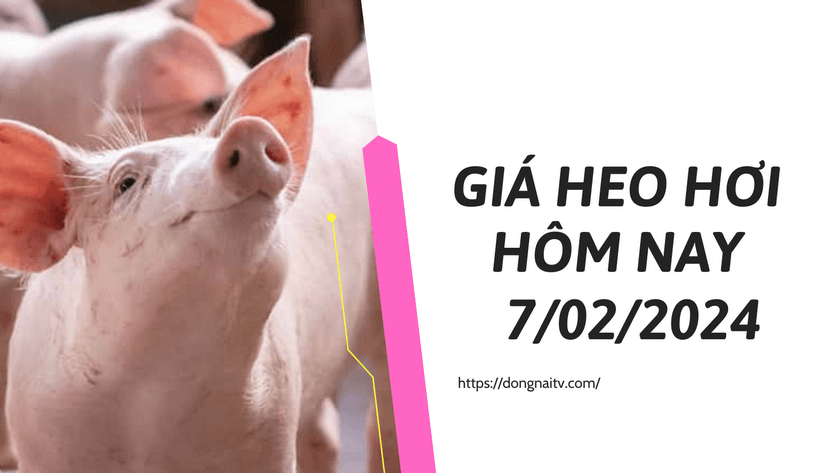 Gia heo hoi hom nay 7022024