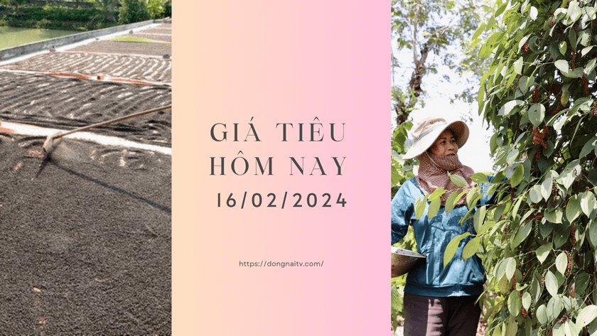 Gia tieu hom nay 16022024