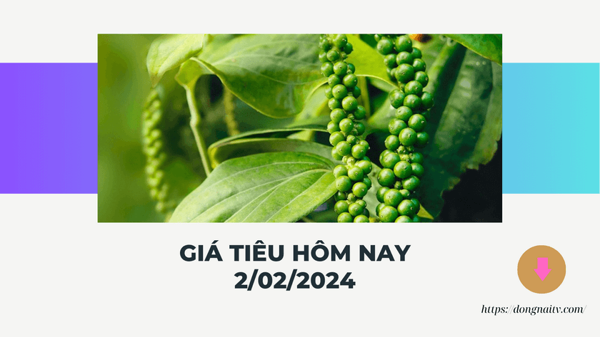 Gia tieu hom nay 2022024