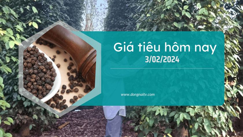 Gia tieu hom nay 3022024