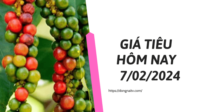 Gia tieu hom nay7022024