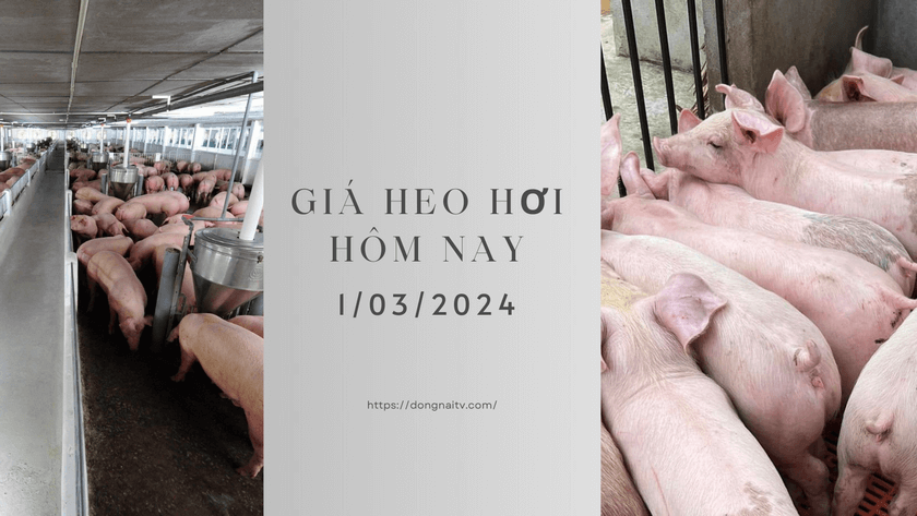 Gia heo hoi hom nay 1032024