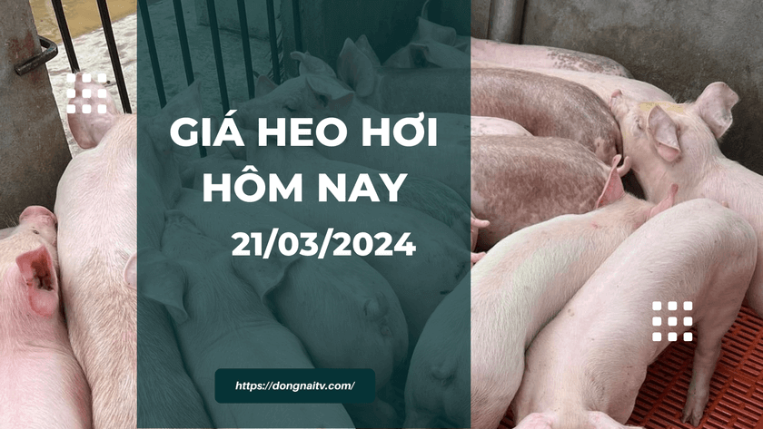 Gia heo hoi hom nay 21032024