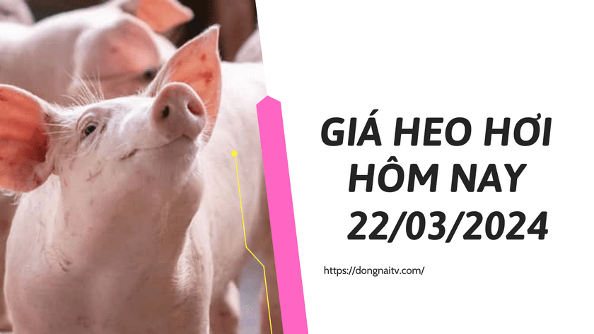 Gia heo hoi hom nay 22032024