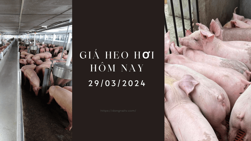 Gia heo hoi hom nay 29032024