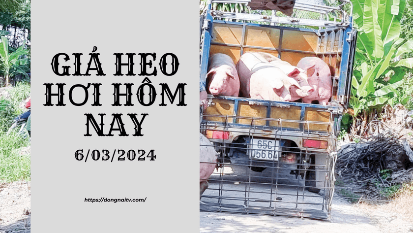 Gia heo hoi hom nay 6032024