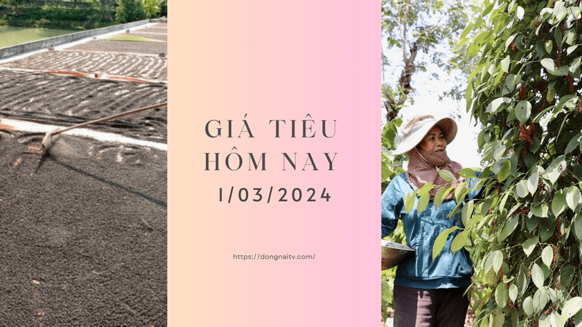 Gia tieu hom nay 1032024