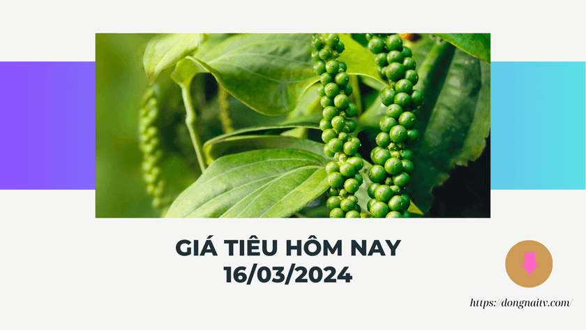 Gia tieu hom nay 16032024