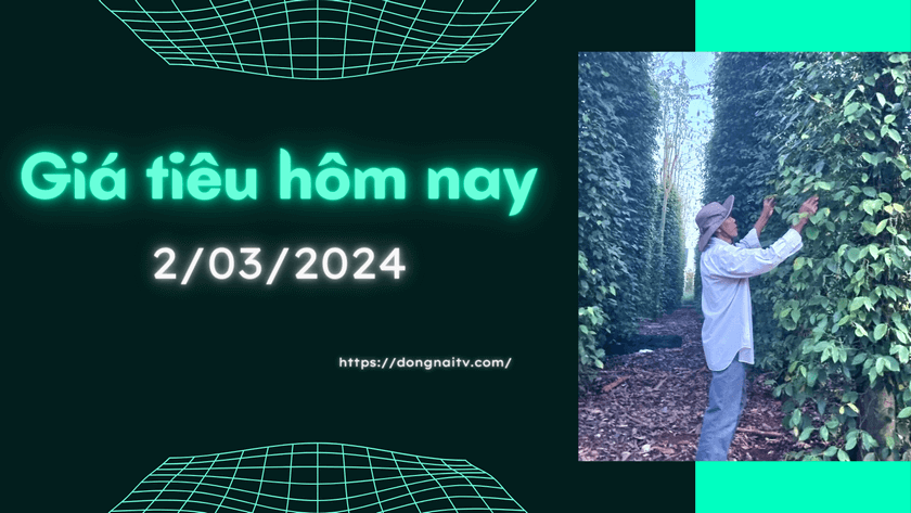 Gia tieu hom nay 2032024