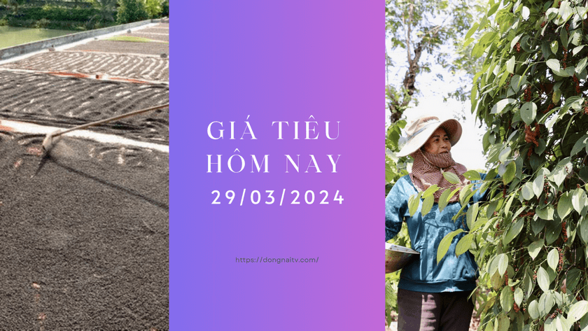 Gia tieu hom nay 29032024