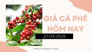 Giá cà phê hôm nay 3/05/2024: Giảm kỷ lục 12.500 đồng/kg