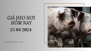 Giá heo hơi hôm nay 2/05/2024: Cao nhất 63.000 đồng/kg