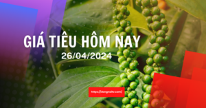 Giá tiêu hôm nay 21/2/2024: Tăng 1.500 – 2.000 đồng/kg