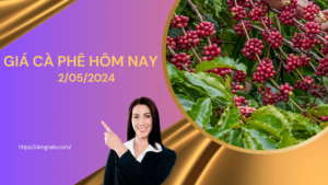 Giá cà phê hôm nay 1/04/2024: Cao nhất 98.000 đồng/kg