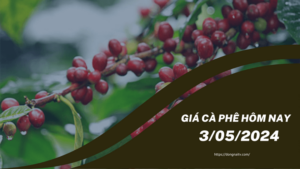 Giá cà phê hôm nay 20/6: Đi ngang 42.300 – 42.800 đồng/kg