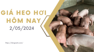 Giá heo hơi hôm nay 9/12: Cao nhất 55.000 đồng/kg