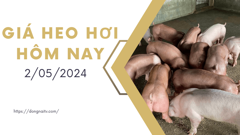 Gia heo hoi hom nay 2052024