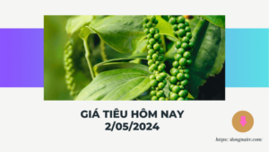 Giá tiêu hôm nay 2/03/2024: Quay lại mốc 95.000 đồng/kg