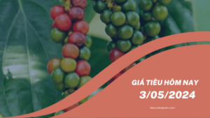 Giá tiêu hôm nay 26/5: 69.000 – 72.000 đồng/kg