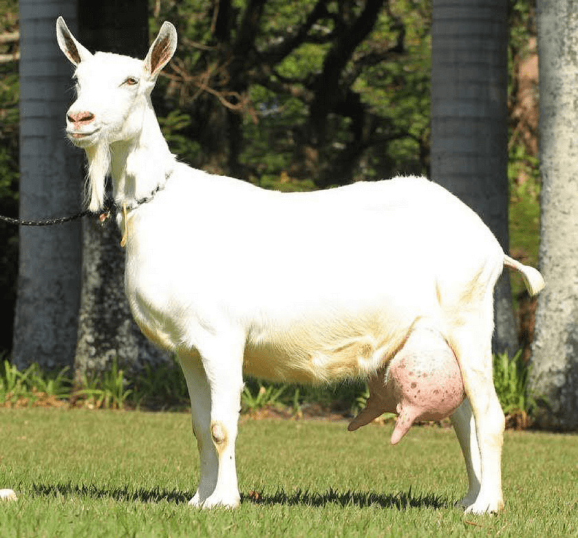 Gia de hoi hom nay bao nhieu tien 1kg5